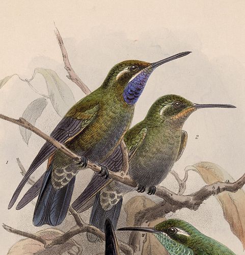 Amethyst-throated mountaingem